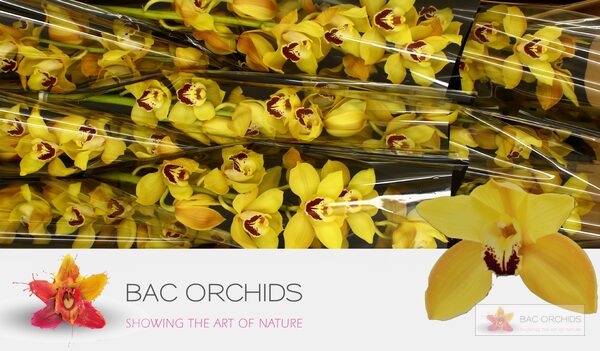 Cymbidium large flowered COOKSBRIDGE, photo 5