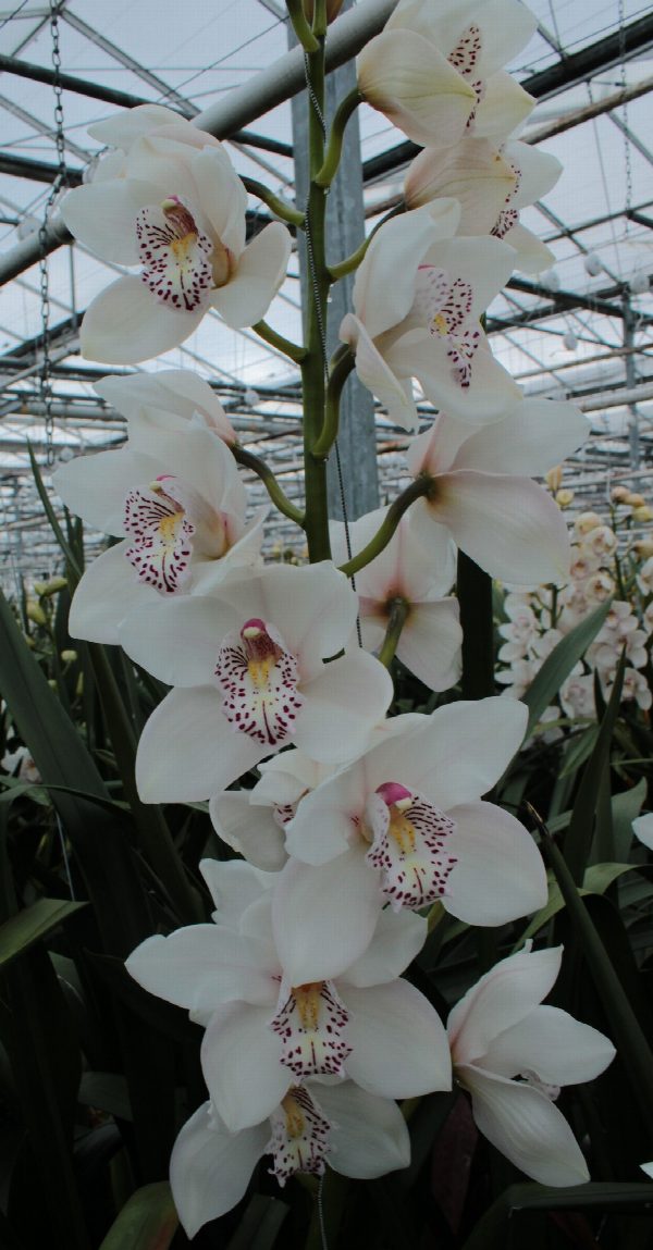 Cymbidium large flowered Cymbidium Tak VENEZIA, foto 4