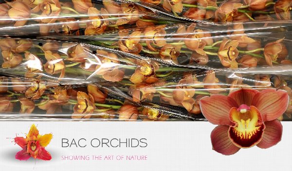 Cymbidium large flowered AUSTRALIAN PRICE