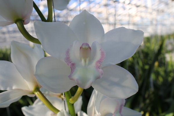 Cymbidium large flowered SNOWCASTLE