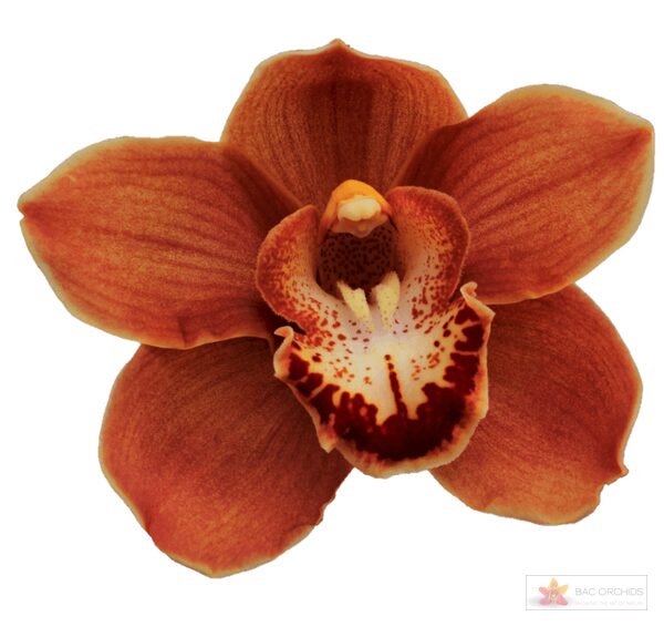 Cymbidium large flowered BRITNEY