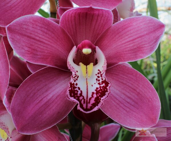 Cymbidium large flowered PRINCESS, foto 3
