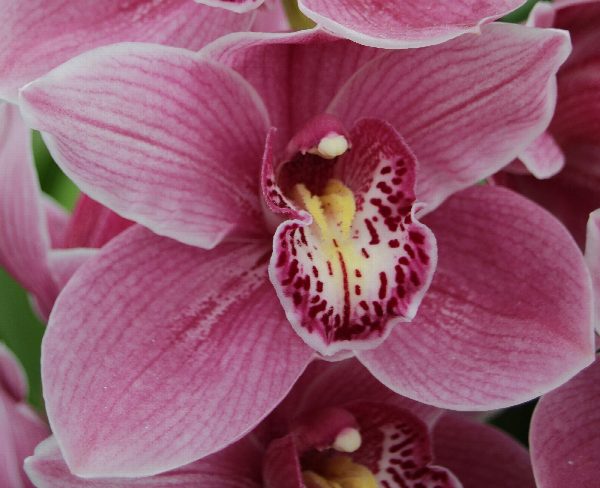 Cymbidium large flowered AUS PINK, photo 4