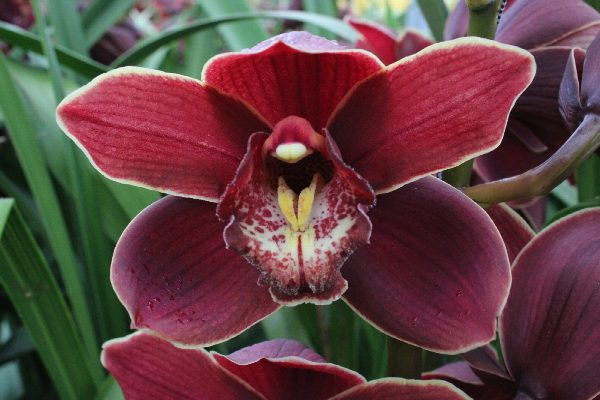 Cymbidium large flowered PONTAC, foto 2