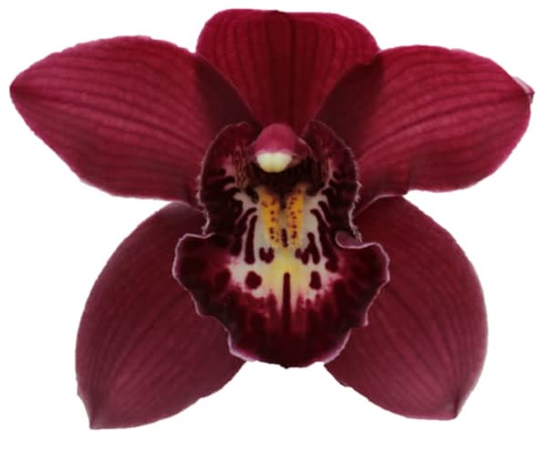 Cymbidium large flowered RISTO, foto 3