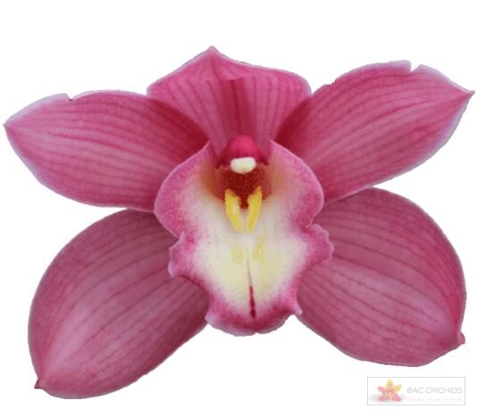 Cymbidium large flowered GERRY
