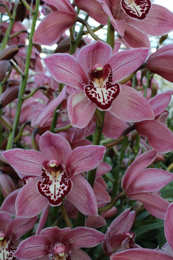Cymbidium large flowered Cymbidium Tak Royal Pearl 'Pinn up', фото 3