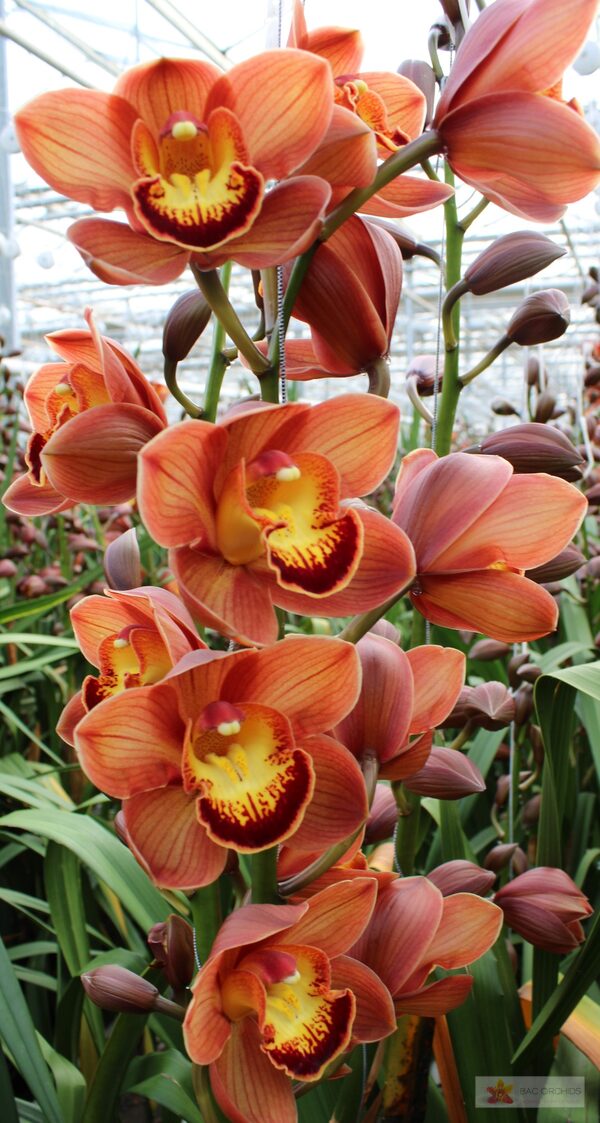 Cymbidium large flowered AUSTRALIAN PRICE, foto 4