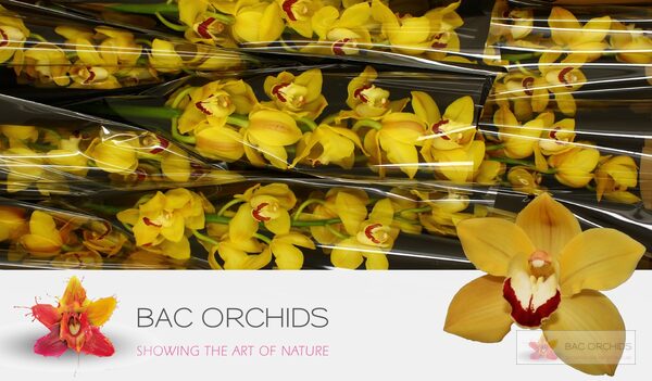 Cymbidium large flowered MISS SAIGON, фото 5