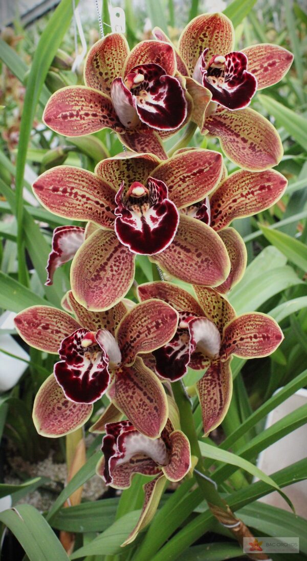 Cymbidium large flowered LOS ANGELES, фото 3