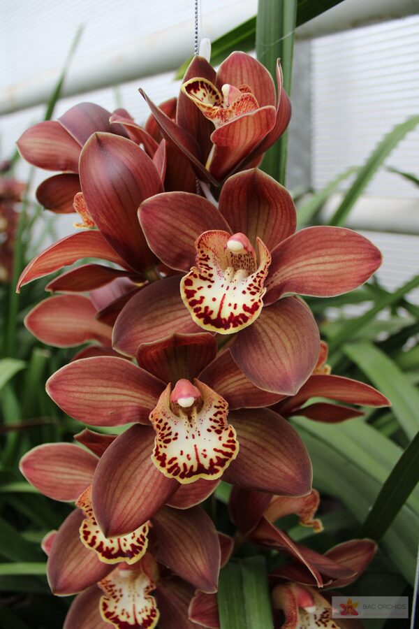 Cymbidium large flowered EBONY, foto 3
