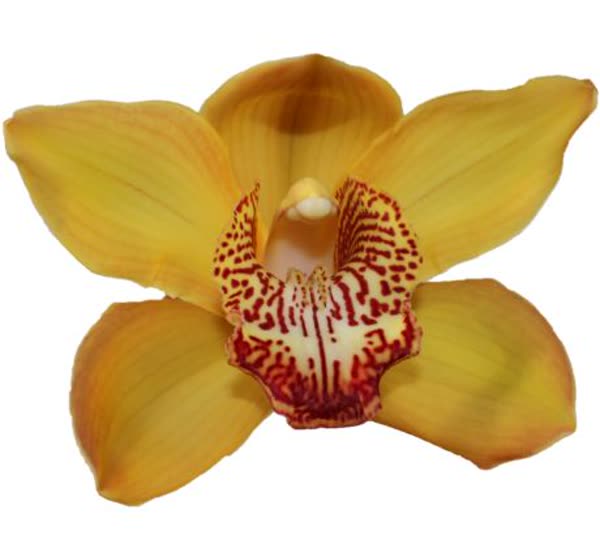 Cymbidium large flowered ESTHER, фото 4