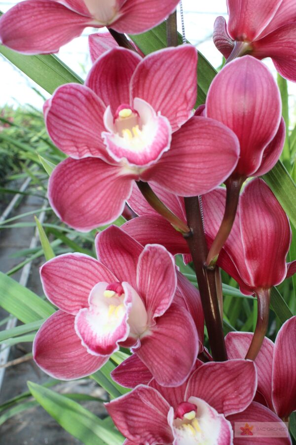 Cymbidium large flowered PINK PHANTER, foto 3