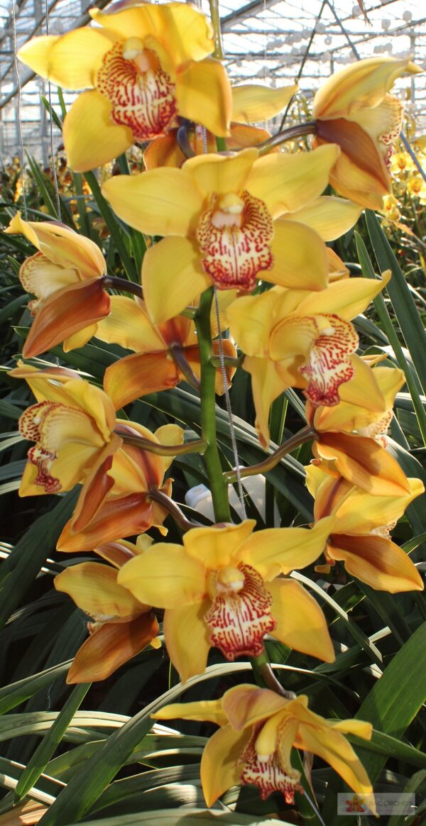 Cymbidium large flowered ESTHER, foto 3