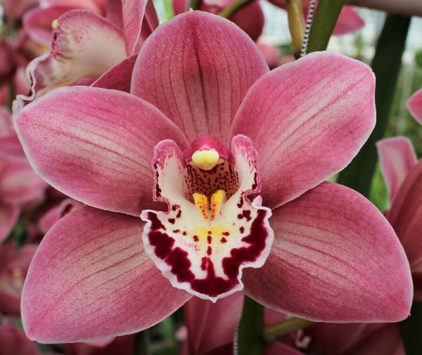 Cymbidium large flowered CANDY, фото 3