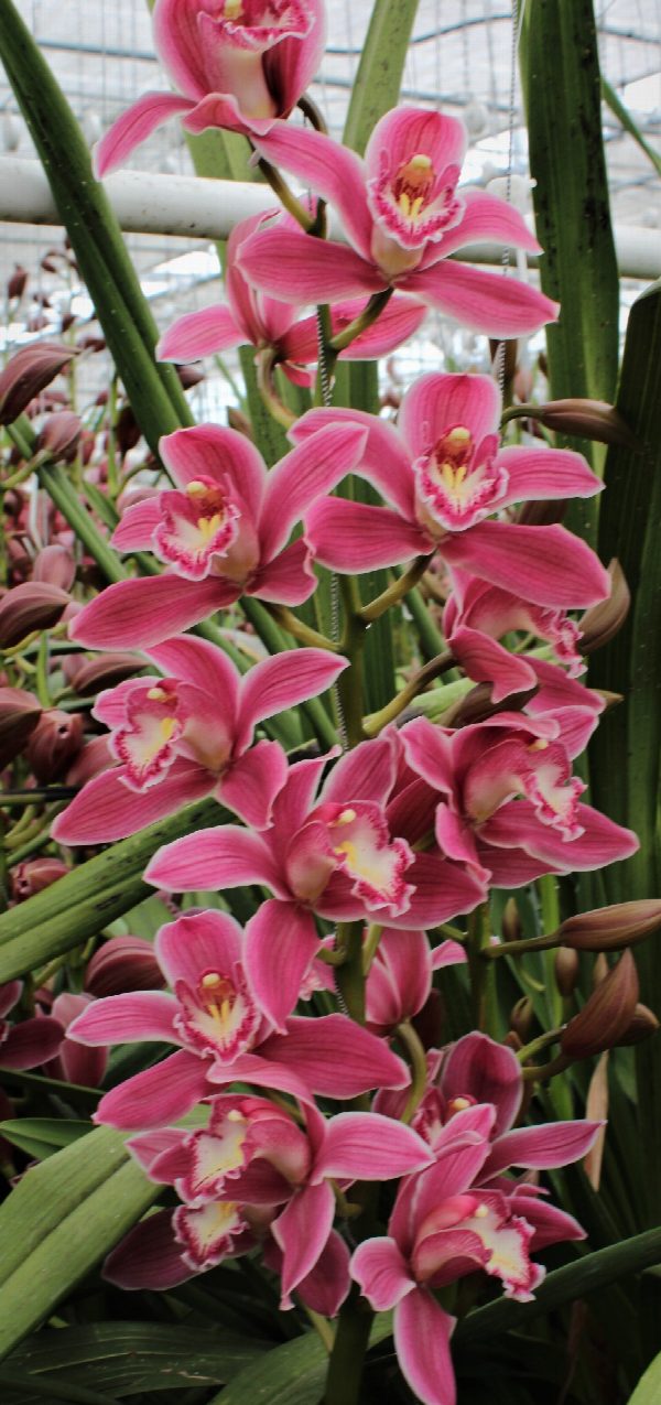 Cymbidium large flowered BRYCE, foto 2
