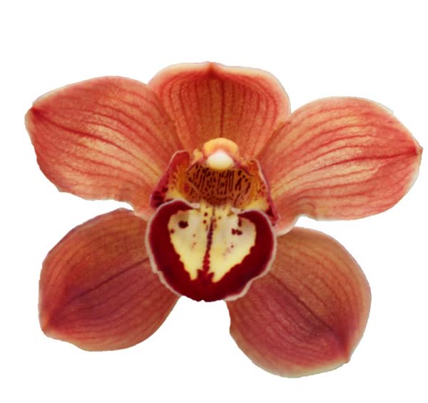 Cymbidium large flowered FLORIDA, foto 3
