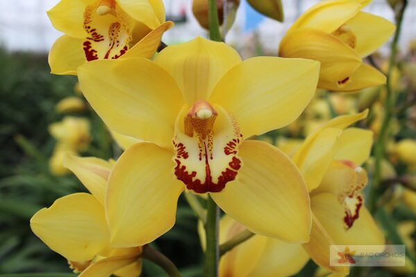 Cymbidium large flowered YELLOW CAB, foto 5
