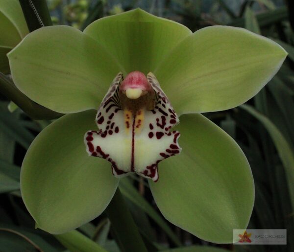 Cymbidium large flowered ROBIN HOOD, foto 2