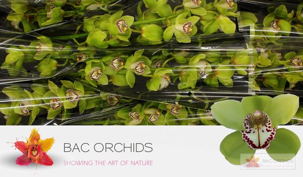 Cymbidium large flowered ROBIN HOOD, foto 4