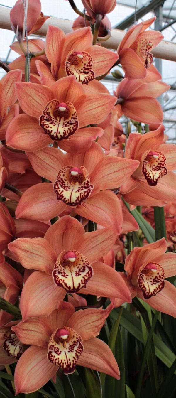 Cymbidium large flowered BROWNY, foto 4