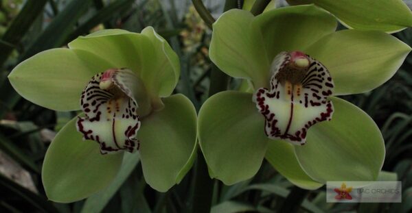 Cymbidium large flowered ROBIN HOOD, foto 5