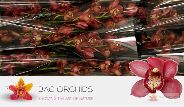 Cymbidium large flowered BOLOGNA, фото 2