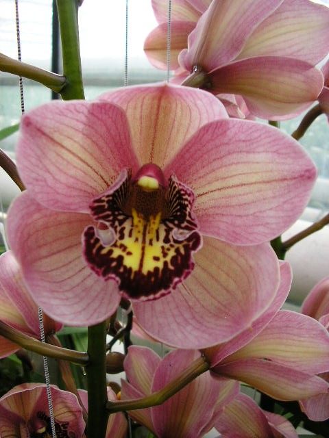 Cymbidium large flowered JANNET, фото 5