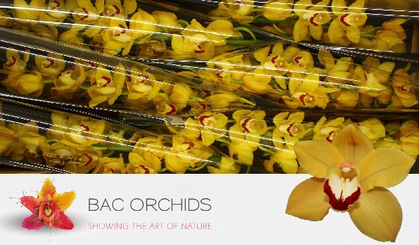 Cymbidium large flowered MISS SAIGON, foto 2