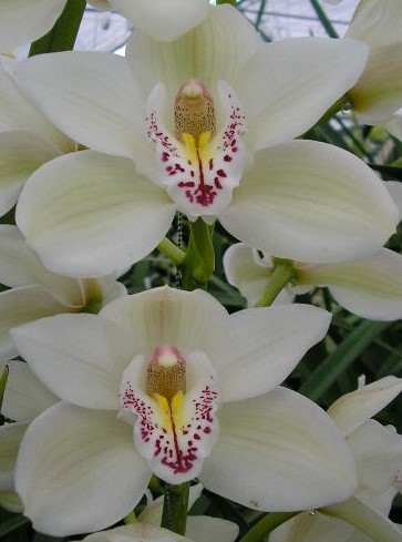 Cymbidium large flowered CASCADE, foto 4