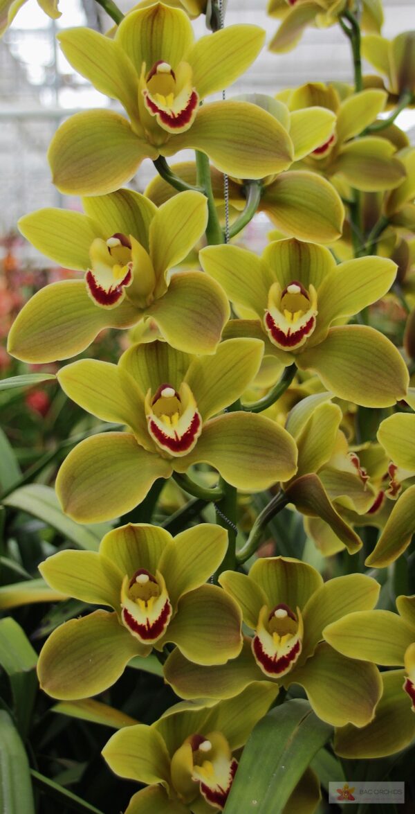Cymbidium large flowered JUNGLE TRAIL, foto 2