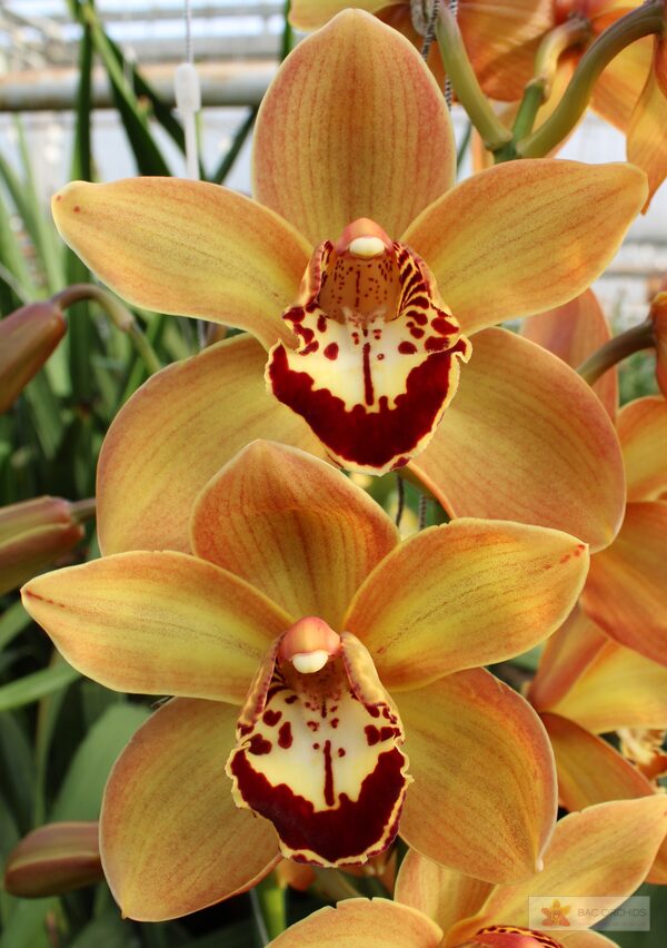 Cymbidium large flowered CHARLY BROWN, foto 2
