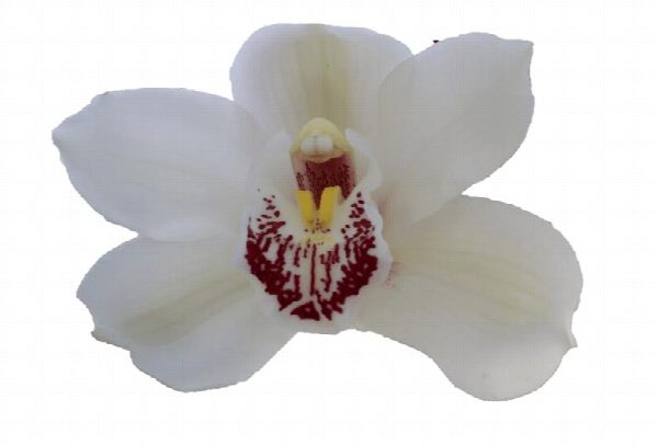 Cymbidium large flowered MELINE, foto 3