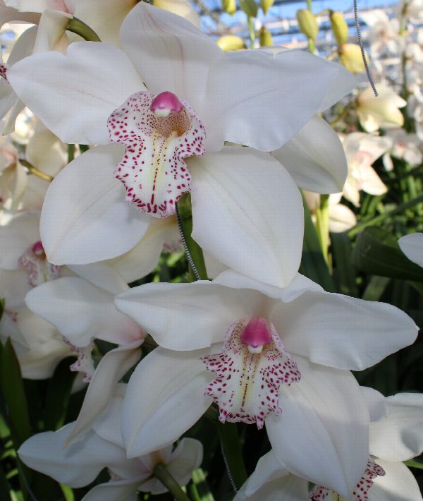 Cymbidium large flowered MRS SUGAR LEE, foto 4
