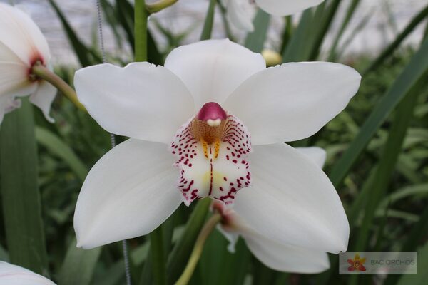 Cymbidium large flowered WHITE CRYSTAL, foto 4
