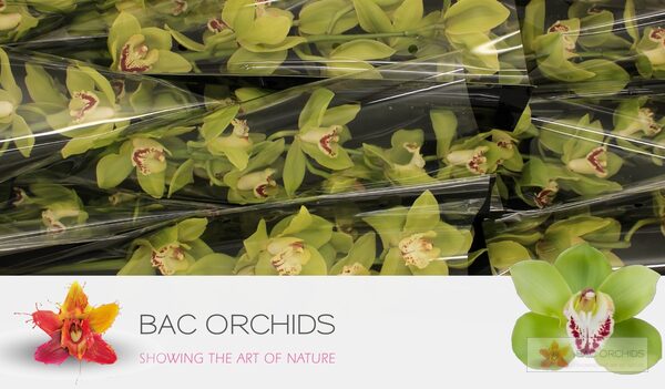 Cymbidium large flowered NOAH, foto 3