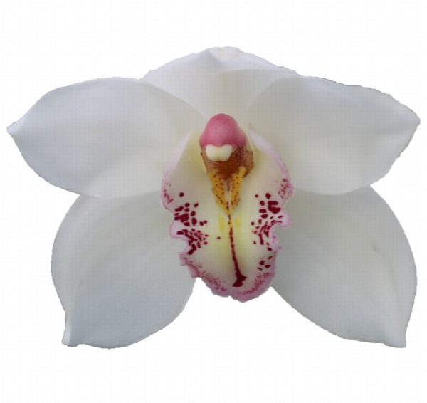 Cymbidium large flowered NATALE BIANCO, foto 3