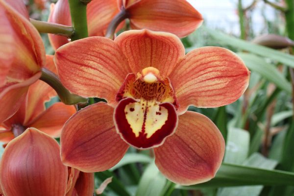 Cymbidium large flowered FLORIDA, foto 2