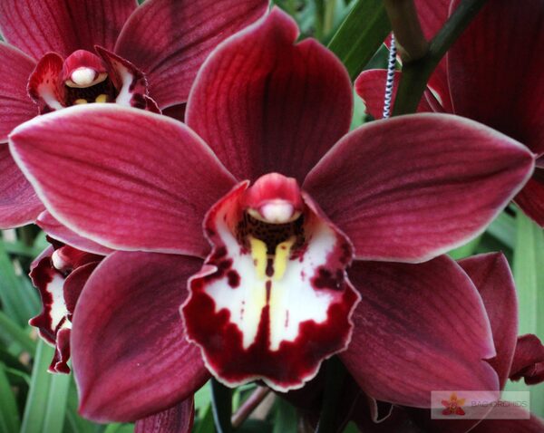 Cymbidium large flowered PRIWINE, foto 2