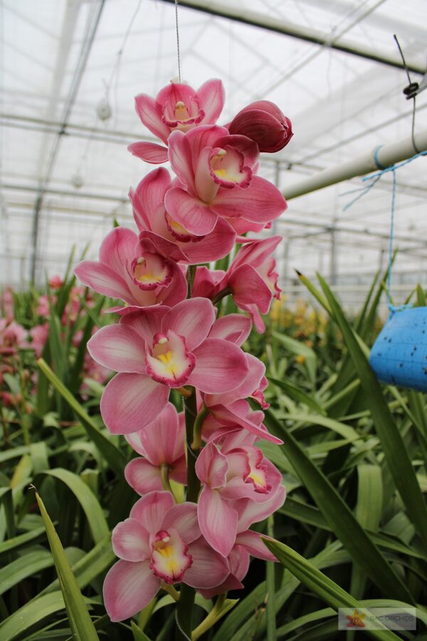 Cymbidium large flowered AQUARELLA, foto 2