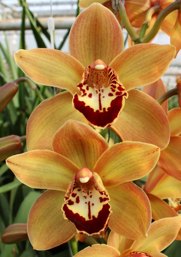 Cymbidium large flowered CHARLY BROWN