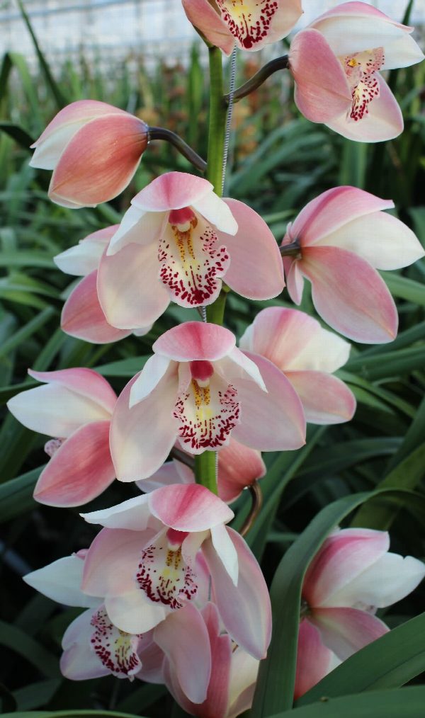 Cymbidium large flowered SUMMER MAG PI, foto 3