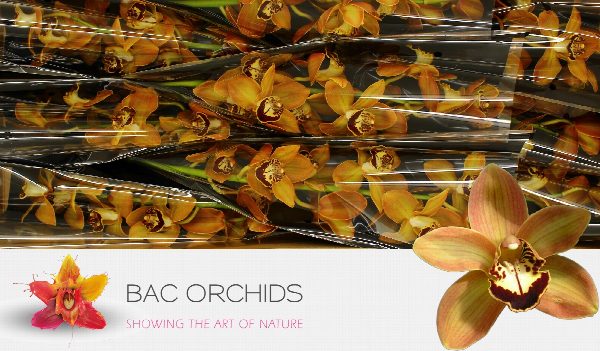 Cymbidium large flowered CHARLY BROWN, foto 3