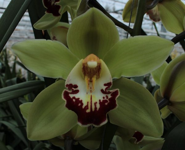 Cymbidium large flowered MACHTELD, foto 3