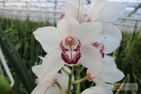 Cymbidium large flowered MIDNIGHT SKY, foto 2