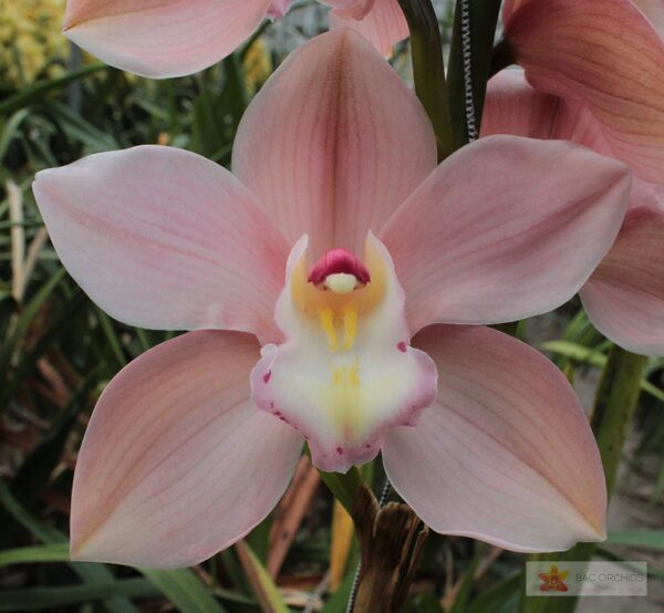 Cymbidium large flowered SALM DELIGHT, foto 2