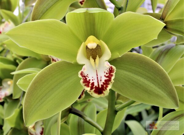 Cymbidium large flowered GREEN GIANT, foto 3