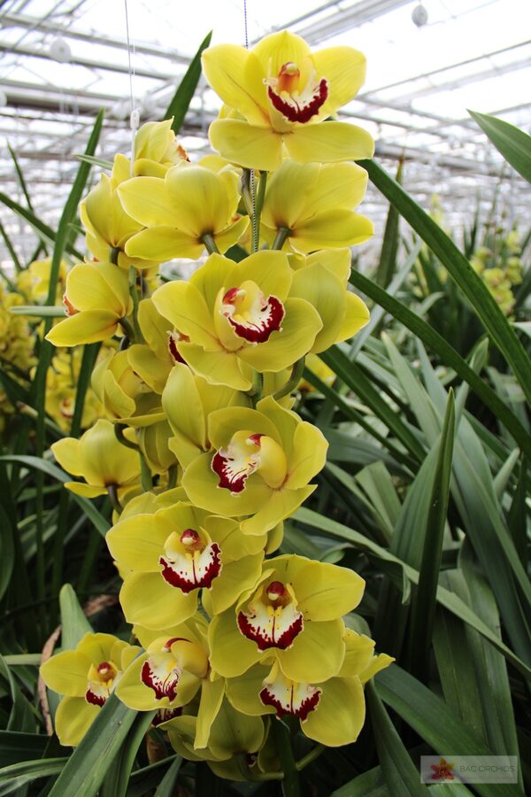 Cymbidium large flowered VERONA, foto 4