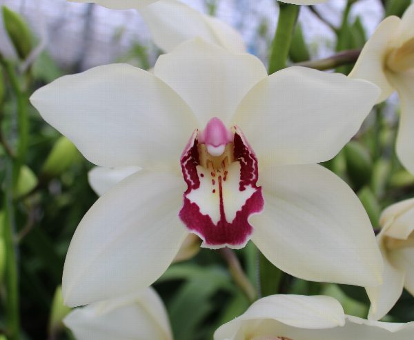 Cymbidium large flowered IVOYR, foto 2