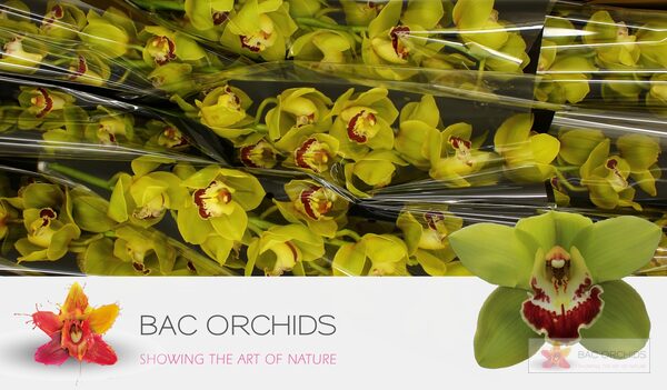 Cymbidium large flowered VERONA, foto 3